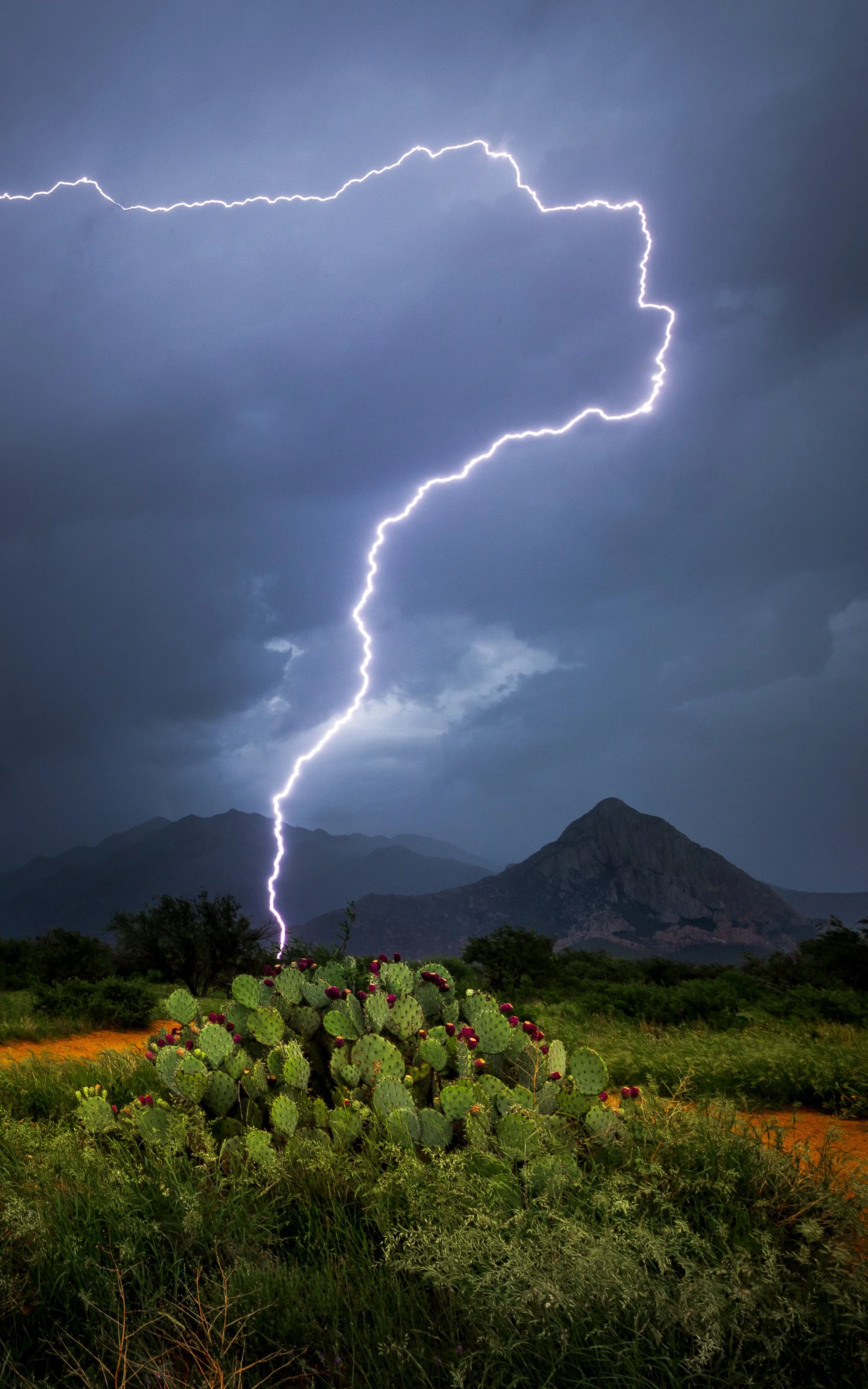 Lightning striking over a mountain range with green desert vegetation in the foreground.