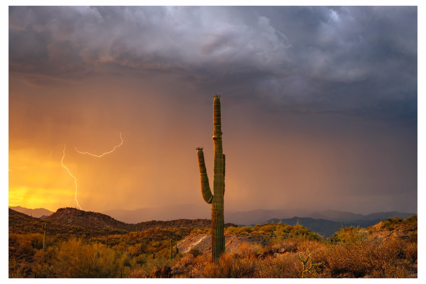 Distant lightning and golden rain behind a saguaro