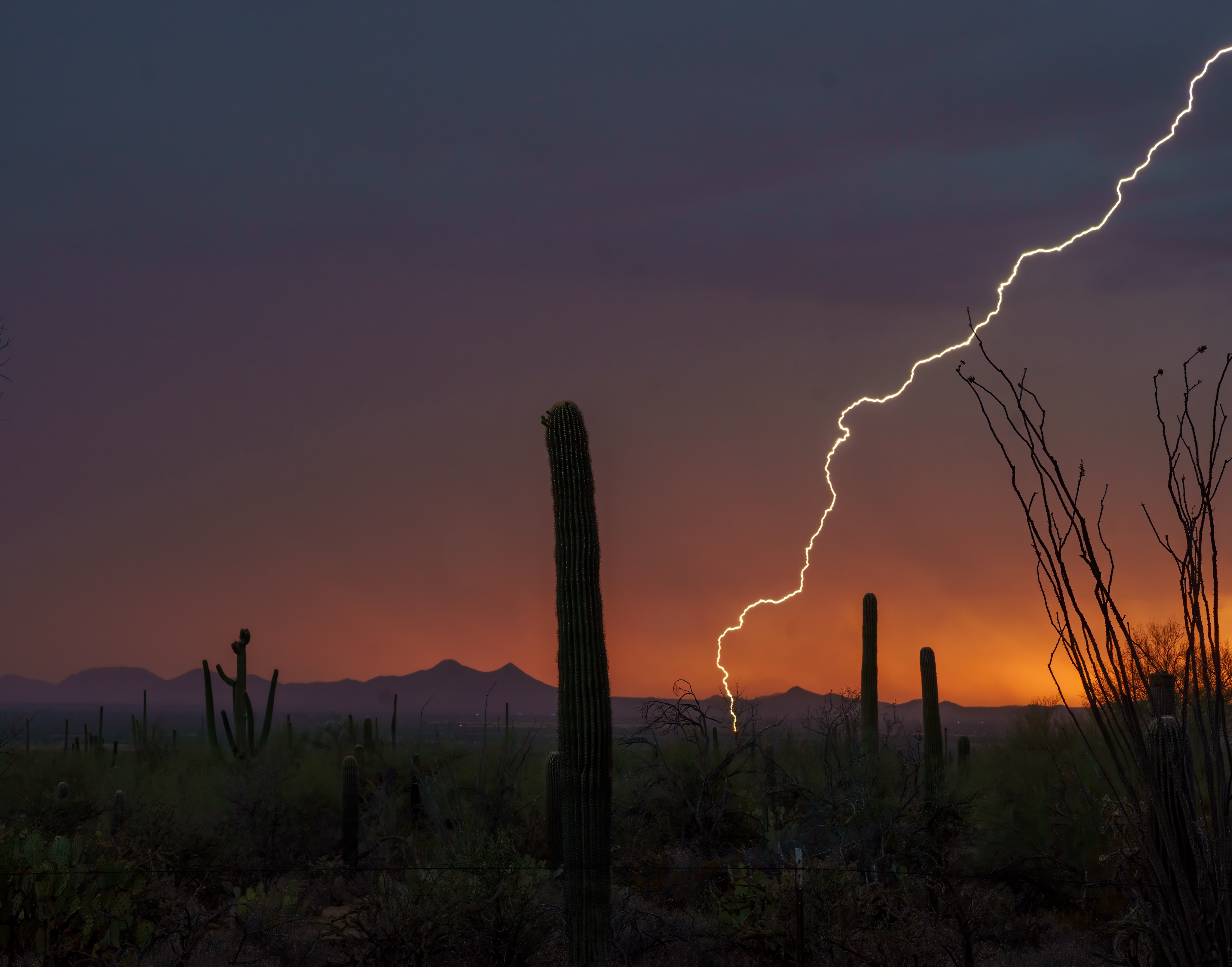 Lightning beside a saguaro at sunset