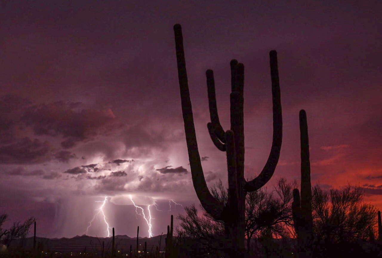 Lightning behind silhouetted saguaro cacti